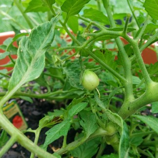Tiny tomatoes!